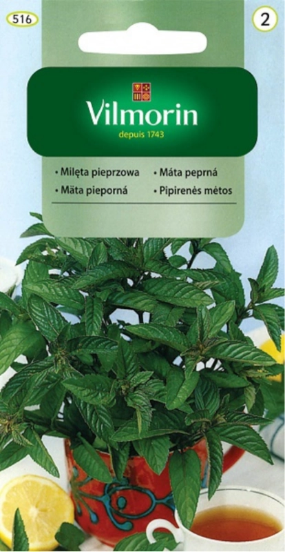 Vilmorin Mięta pieprzowa 2 nasiona sklep rajogrodnika